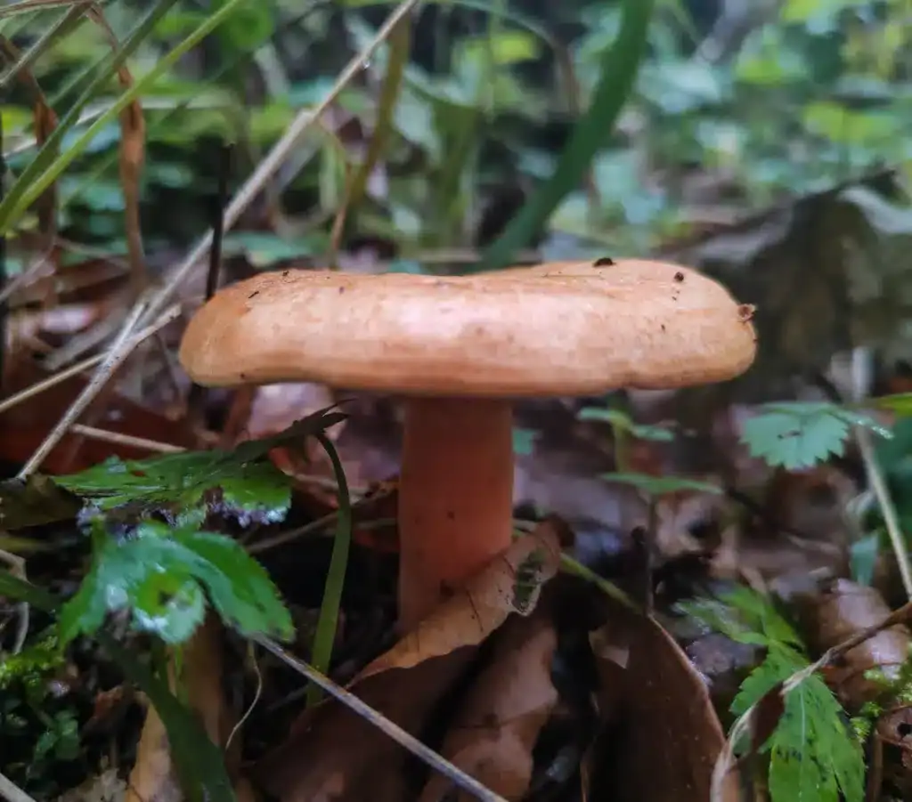 saffron milk cap pine mushroom