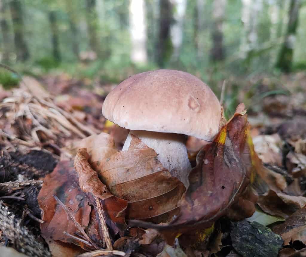 A young porcini mushroom sprouting out of mushroom leaves. 