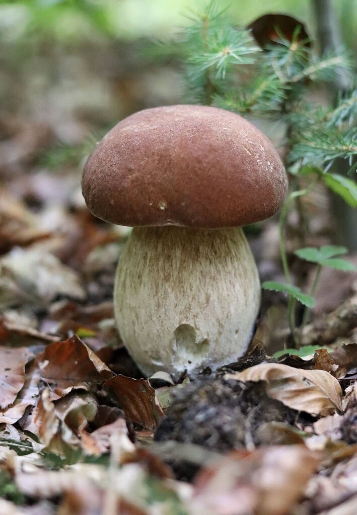 A beautiful baby porcini mushroom popping out of autumn leaves.