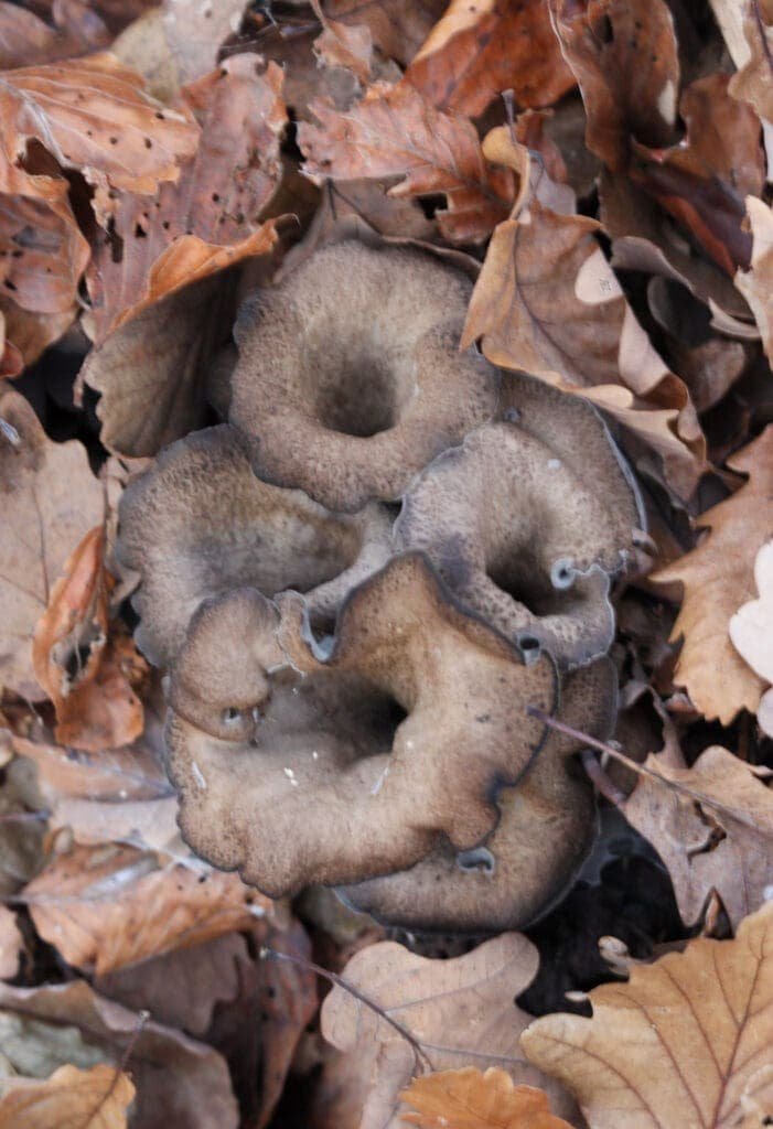 Black trumpet mushrooms (craterellus cornucopioides) peeking out of autumn leaves that are almost the same color as the mushrooms. The image shows how hard it is sometimes to notice these mushrooms.