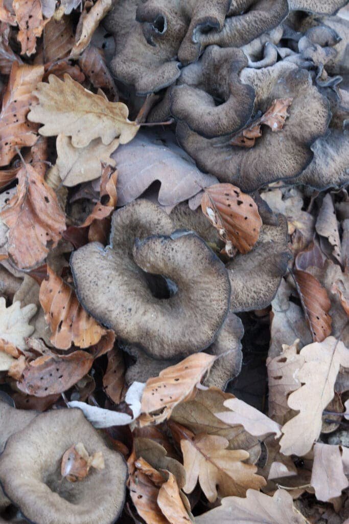 Black trumpet mushrooms (craterellus cornucopioides) growing out of autumn leaves changing the color to darker after a rainfall.