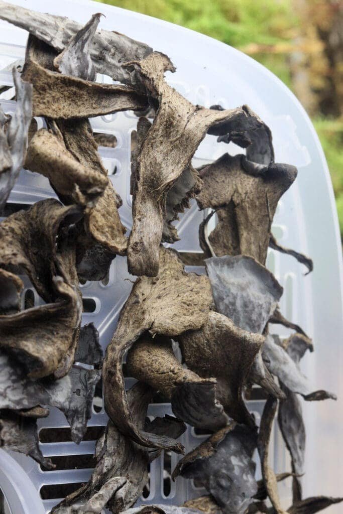 How to place pieces of black trumpet mushrooms into a dehydrator to dry them and make the powder.