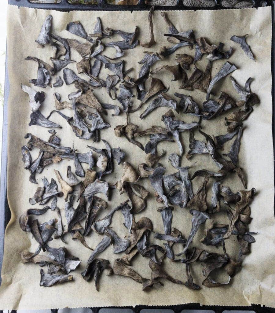 How to place pieces of black trumpet mushrooms on a baking sheet to dry them in the oven.