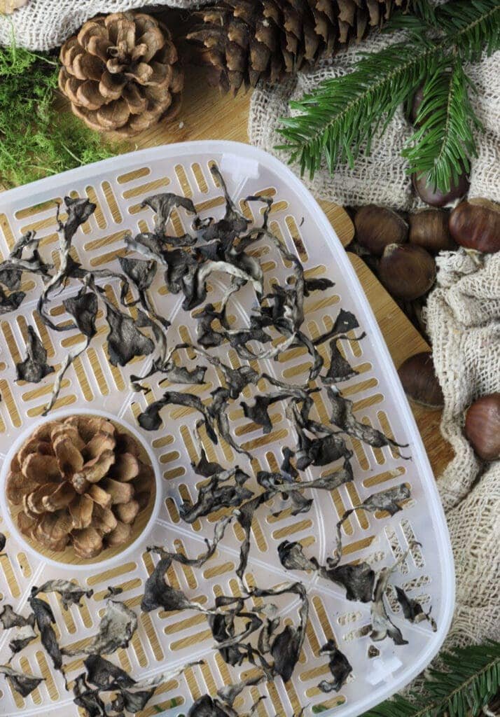 Much smaller pieces of black trumpet mushrooms that have shrank after being dried in a dehydrator.