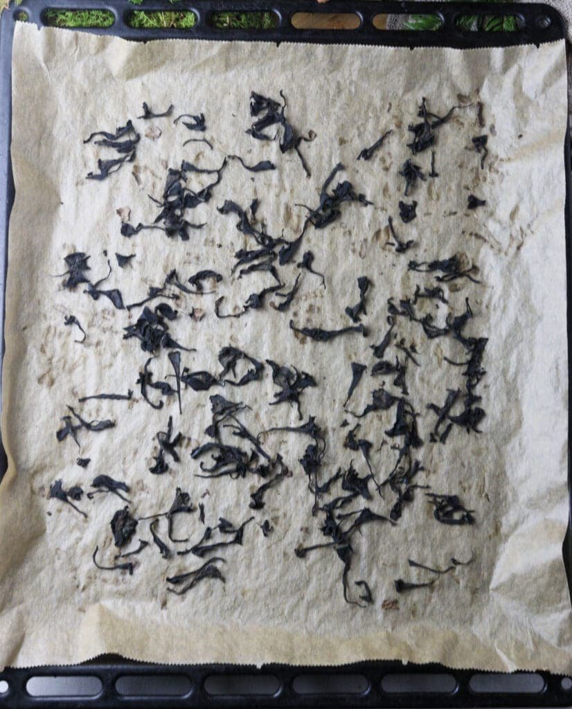 Pieces of black trumpet mushrooms on a baking sheet after they have been dried in the oven.