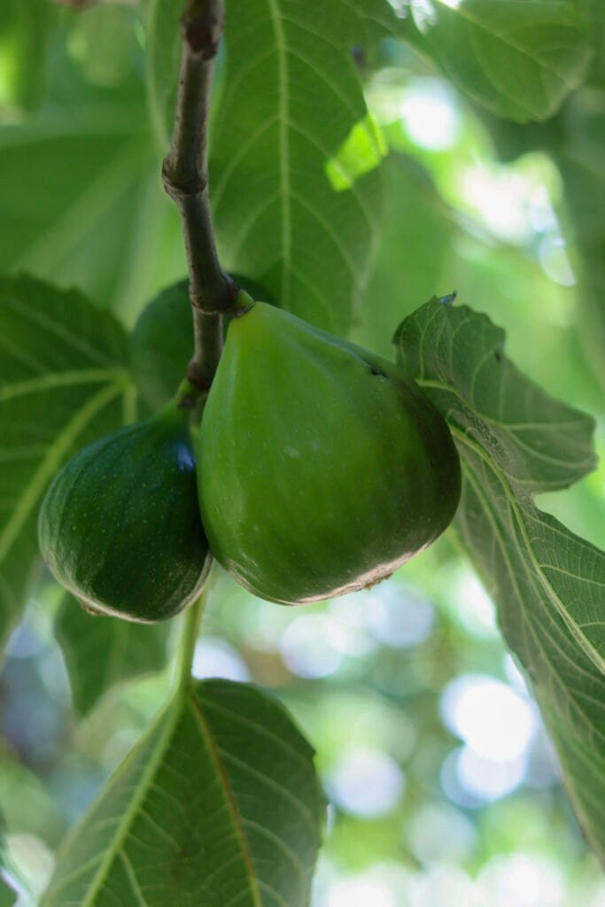Sweet Ficus carica figs growing on a fig tree