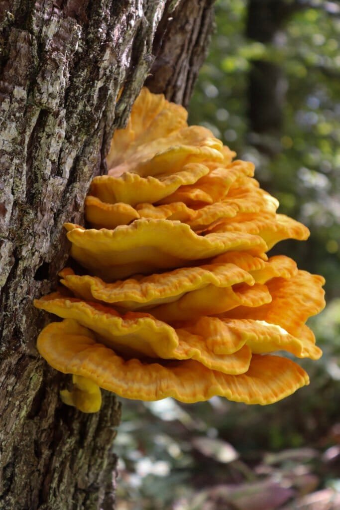 Large chicken of the woods mushroom that we used in our chicken of the woods recipes.