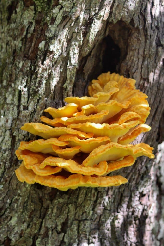 My chicken of the woods mushroom growing on an old pear tree.