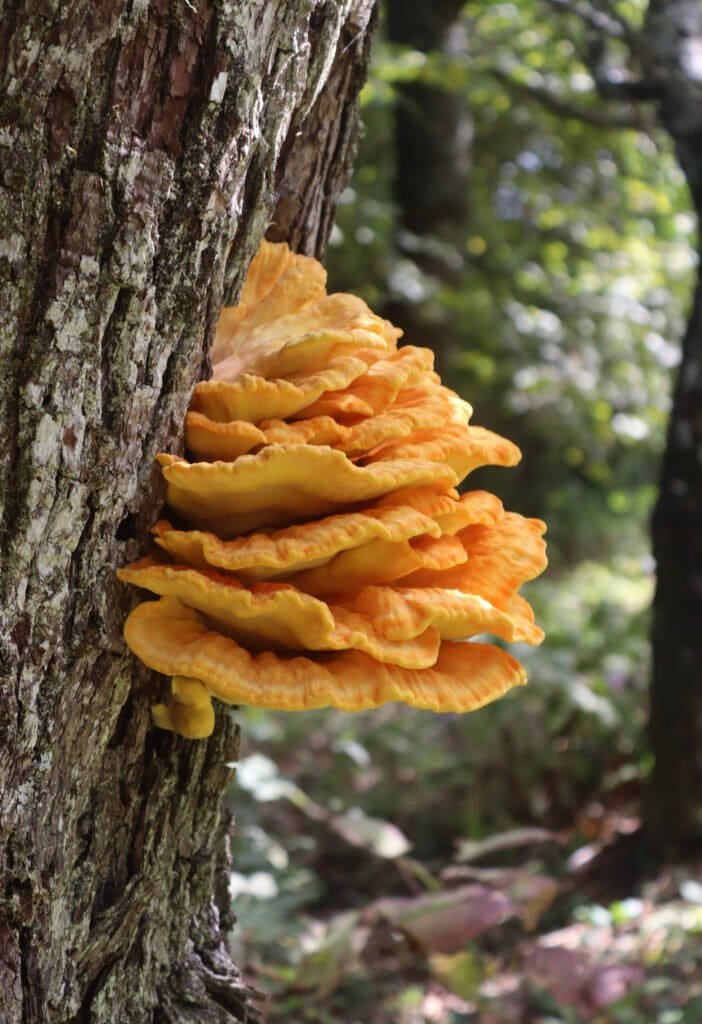 Chicken of the woods mushroom growing on an old pear tree. The shot taken before foraging and making chicken of the woods recipes.