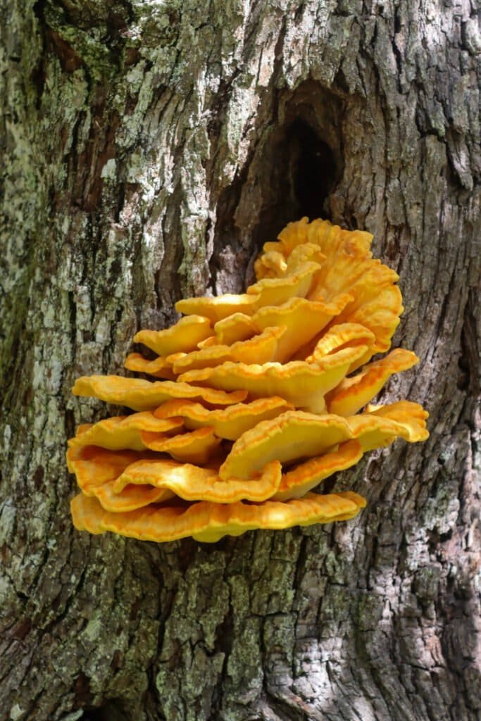 Chicken of the woods mushroom (Laetiporus sulphureus).