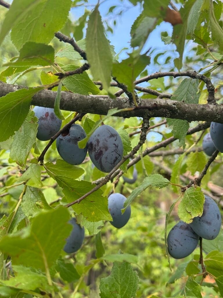 Ripe plums on a plum tree branch, ready to be harvested and cooked into a delicious jam.