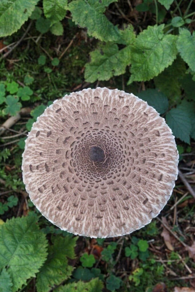 Parasol mushroom (Macrolepiota procera) growing in Kočevski rog in Slovenia.