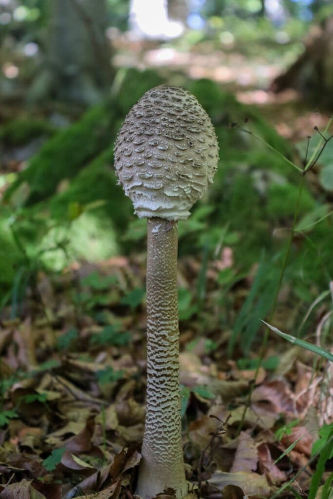 Young parasol mushroom growing near Pecke virgin forest.