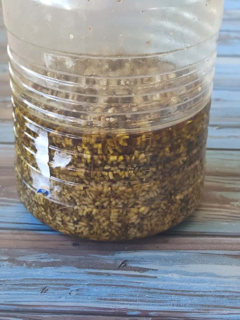 Image showing how to soak helichrysum flours in a carrier oil