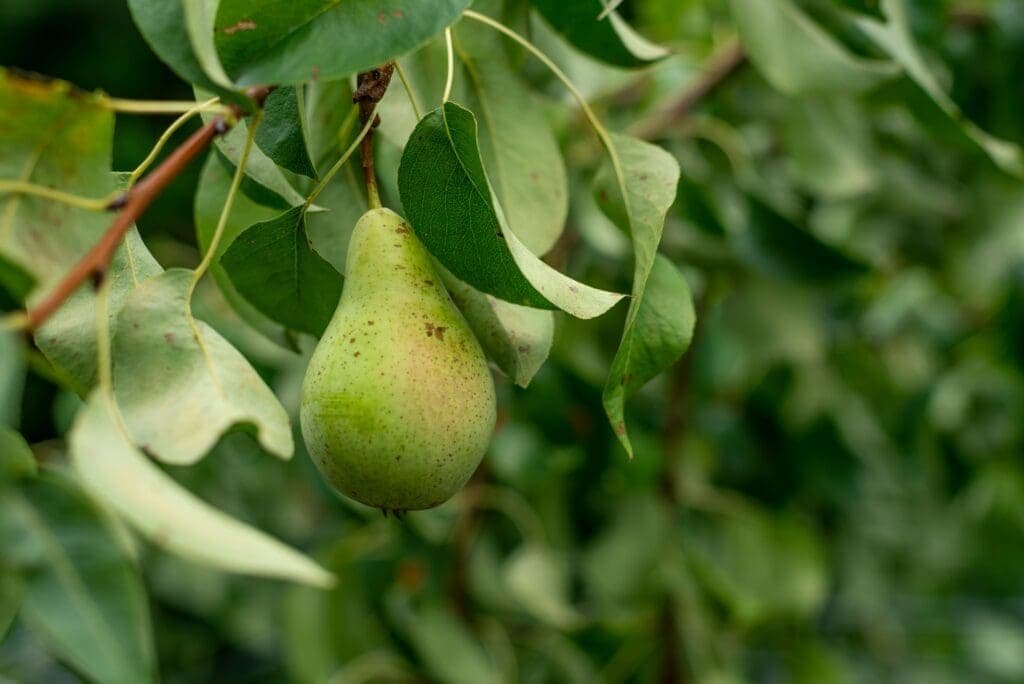 Image of a pear fruit, growing on a branch of pear tree with leaves in the background