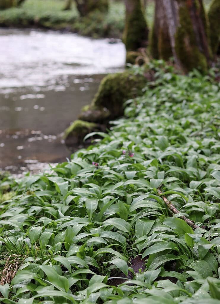 image of a patch of wild garlic growing near the stream
